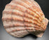 large deep scallop shell